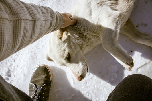 The Secret to a Healthy Coat: How to Keep Your Dog’s Fur Shiny and Smooth