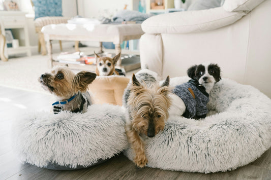How to Groom Your Pet at Home: Step-by-Step Guide