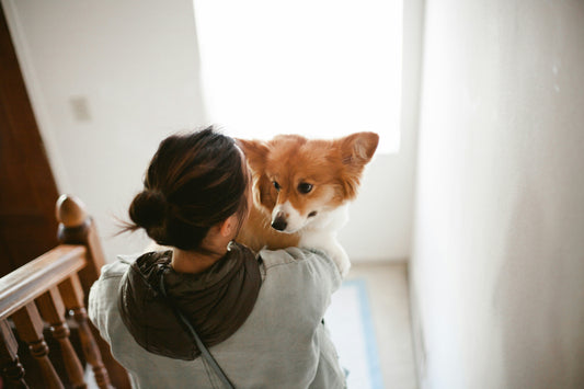 Daily Dog Care Routine: Simple Tips to Keep Your Pup Happy and Healthy