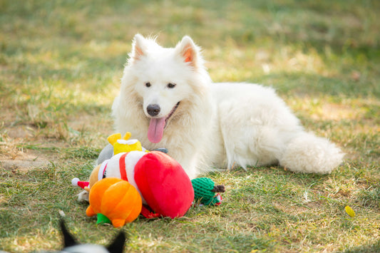 The Power of Play: Why Toys Are Essential for Your Dog’s Well-being