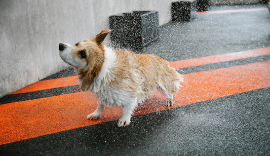 Rainy Day Fun: Indoor Activities to Keep Your Dog Happy and Engaged