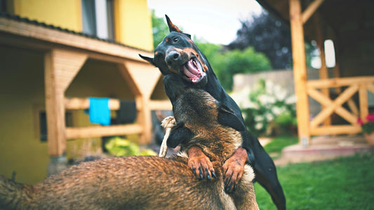 🐶 How to Keep Your Dog Cool and Comfortable in Summer: A Complete Guide
