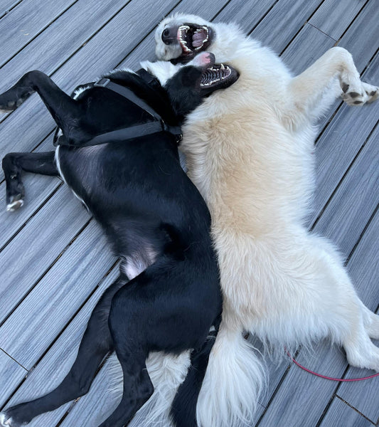 Top 5 Summer Essentials for Dogs and Cats: Keep Your Pets Cool and Happy!