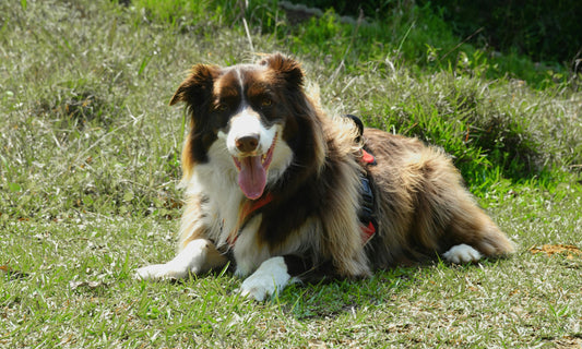 Essential Dog Care Tips for Every Season: Keep Your Pup Healthy and Happy All Year Round