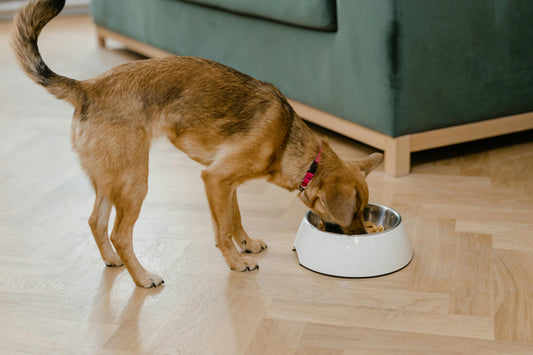 The Ultimate Guide to Dog Nutrition: Choosing the Right Food for a Healthy and Happy Pup
