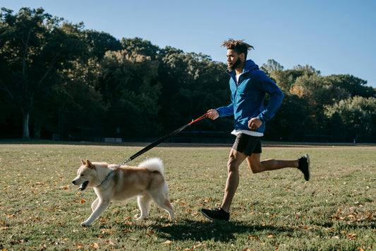 Why Mental Stimulation Is Just as Important as Exercise for Your Dog