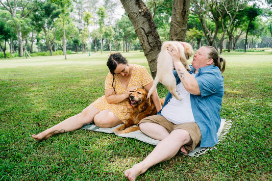 The Ultimate Guide to Dog Walking Accessories: Keep Your Pup Happy and Safe in 2025