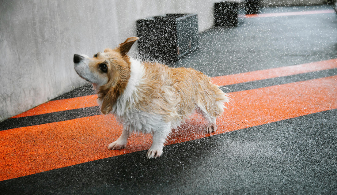 Rainy Day Fun: Indoor Activities to Keep Your Dog Happy and Engaged