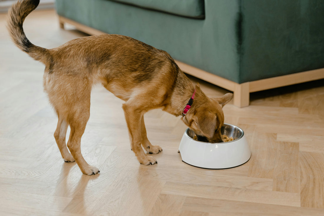 The Ultimate Guide to Dog Nutrition: Choosing the Right Food for a Healthy and Happy Pup