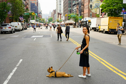 How to Create the Perfect Dog Walking Routine: A Complete Guide for Pet Owners