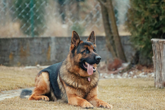 The Ultimate Guide to Dog Dental Care: Keep Your Pup’s Smile Healthy and Strong
