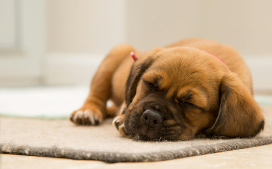 The Ultimate Guide to Choosing the Perfect Dog Bed for Your Pup