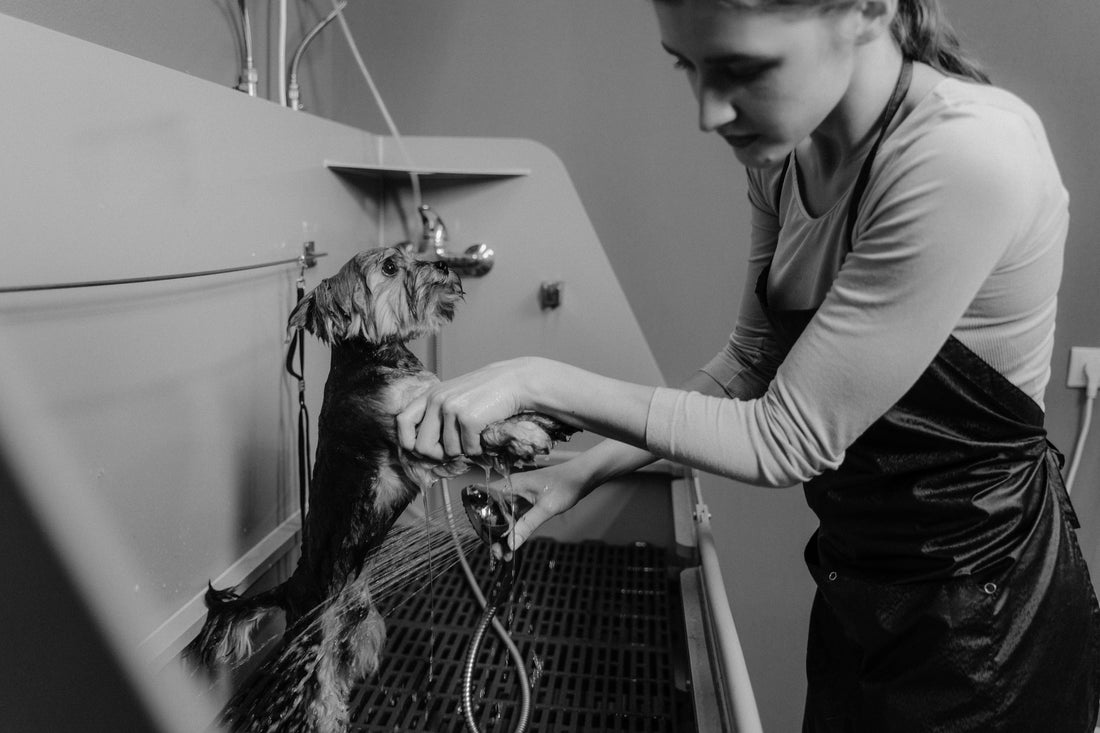Best Dog Grooming Tips at Home: Keep Your Pup Healthy, Clean, and Happy